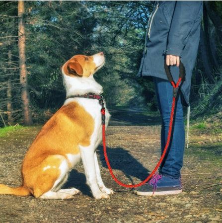 Reflective Nylon Dog Leash for Walking & Training. - BARK&BLİSS